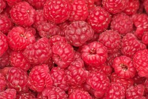 raspberry ketone hindbær