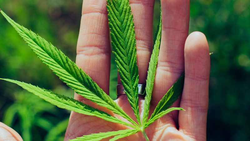 Bliver cannabis lovligt i Danmark i fremtiden?